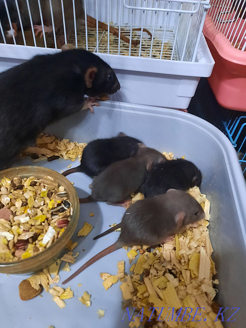 Декоративные крысята Актобе - изображение 5