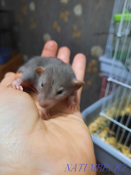 Декоративные крысята Актобе - изображение 2