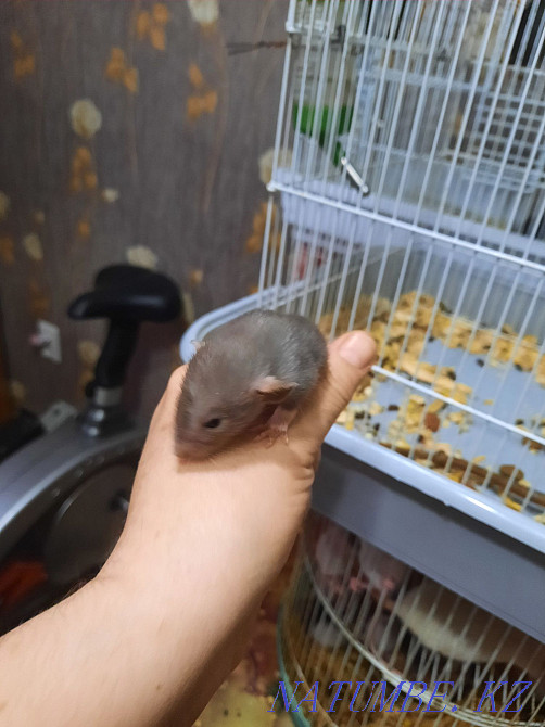 Декоративные крысята Актобе - изображение 3
