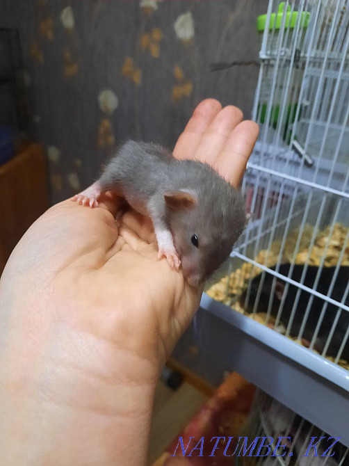 Декоративные крысята Актобе - изображение 1