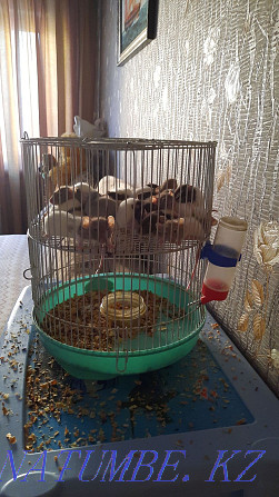 Decorative baby rats Aqtobe - photo 4