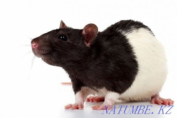 Декоративные крысята Актобе - изображение 2