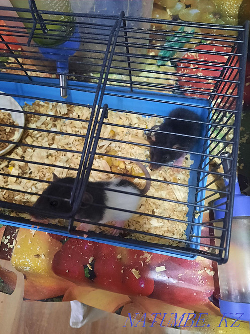 Декоративные крысята Актобе - изображение 2