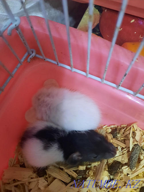 Декоративные крысята Актобе - изображение 1