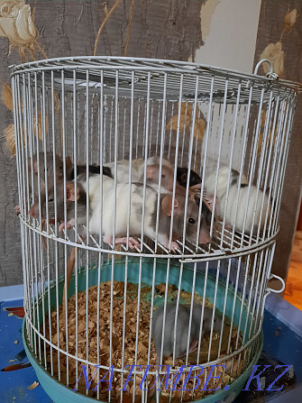 Декоративные крысята Актобе - изображение 3