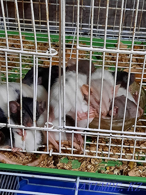 Декоративные крысята Актобе - изображение 4