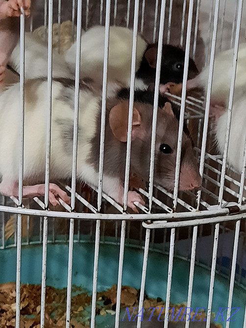 Декоративные крысята Актобе - изображение 2