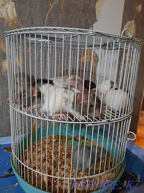 Декоративные крысята Актобе - изображение 3