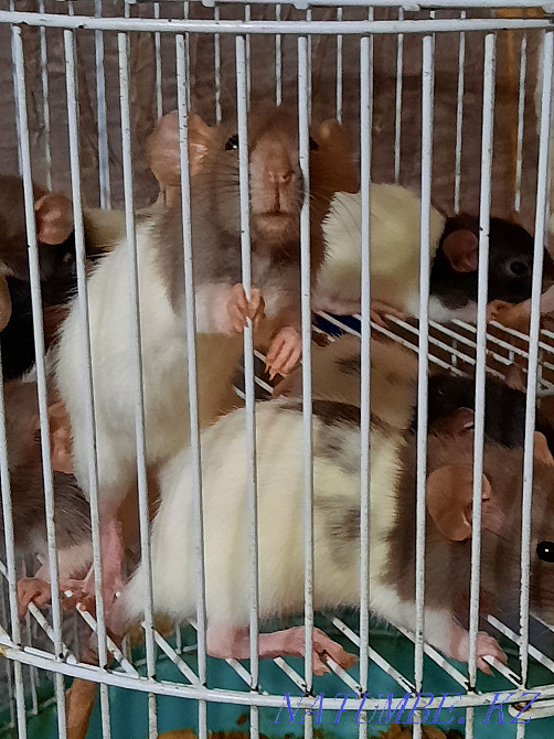 Декоративные крысята Актобе - изображение 1