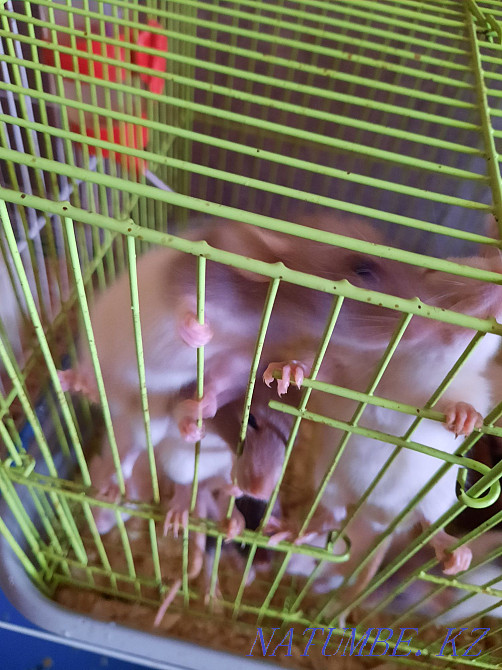 Крысята декоративные Актобе - изображение 3