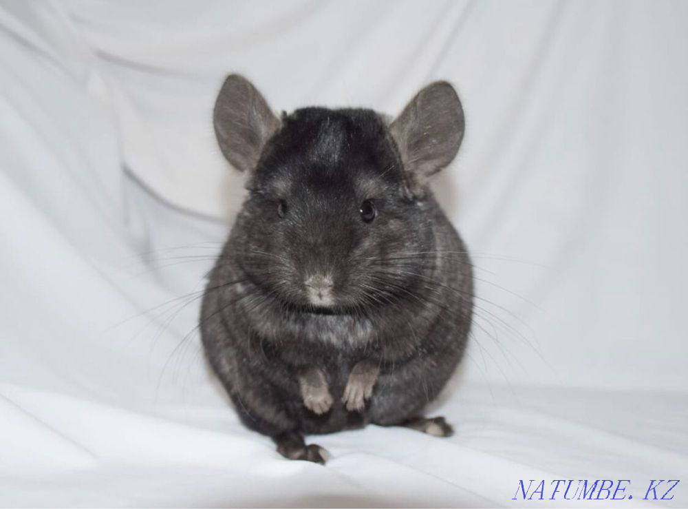 I will sell a chinchilla Karagandy - photo 3