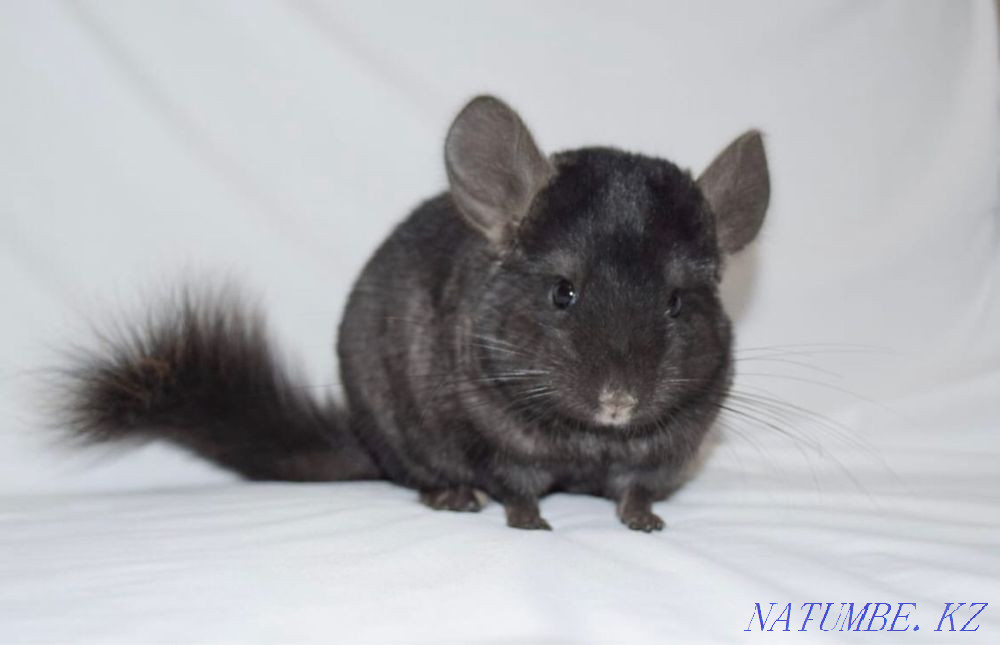 I will sell a chinchilla Karagandy - photo 1
