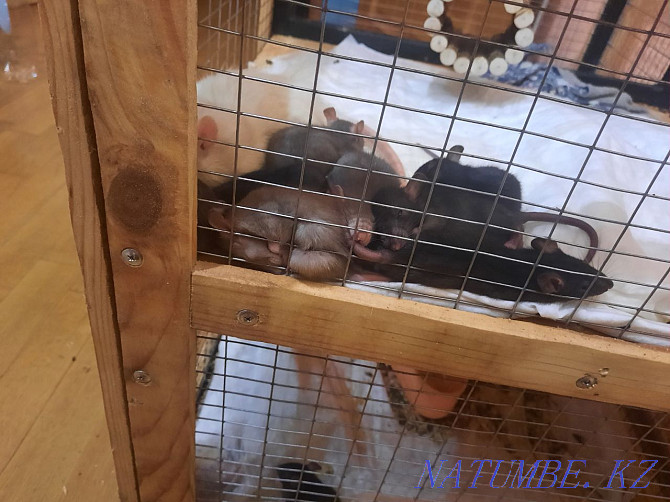 Dumbo rats for sale Oral - photo 4