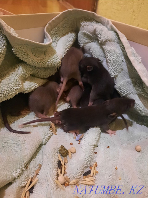 Dumbo rats for sale Oral - photo 2