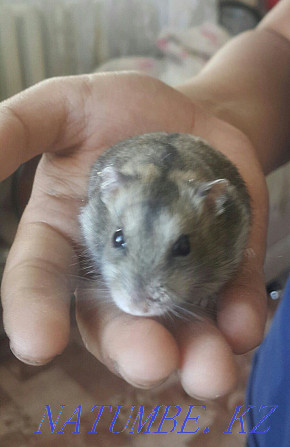 Djungarian hamsters 100 tenge Shahtinsk - photo 3