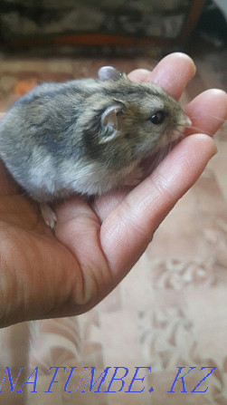 Djungarian hamsters 100 tenge Shahtinsk - photo 2