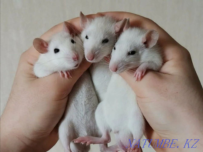 Крысы декоративные Усть-Каменогорск - изображение 2