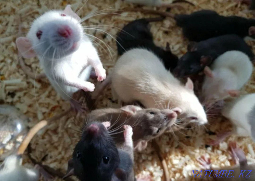 Крысы декоративные Усть-Каменогорск - изображение 1