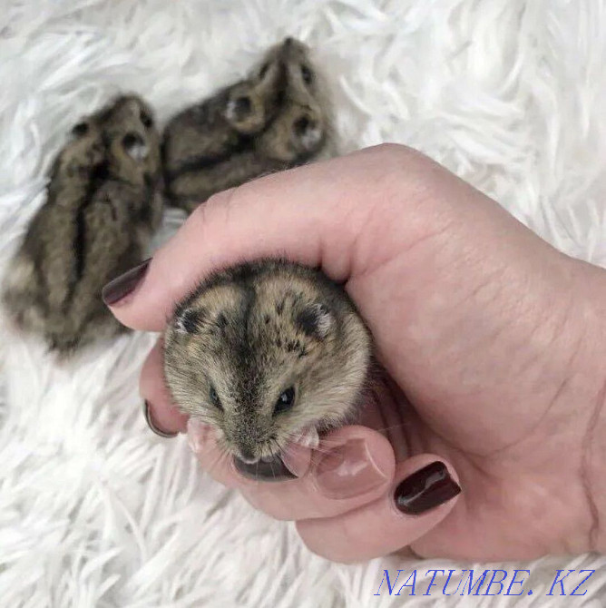 Djungarian hamster Ust-Kamenogorsk - photo 1