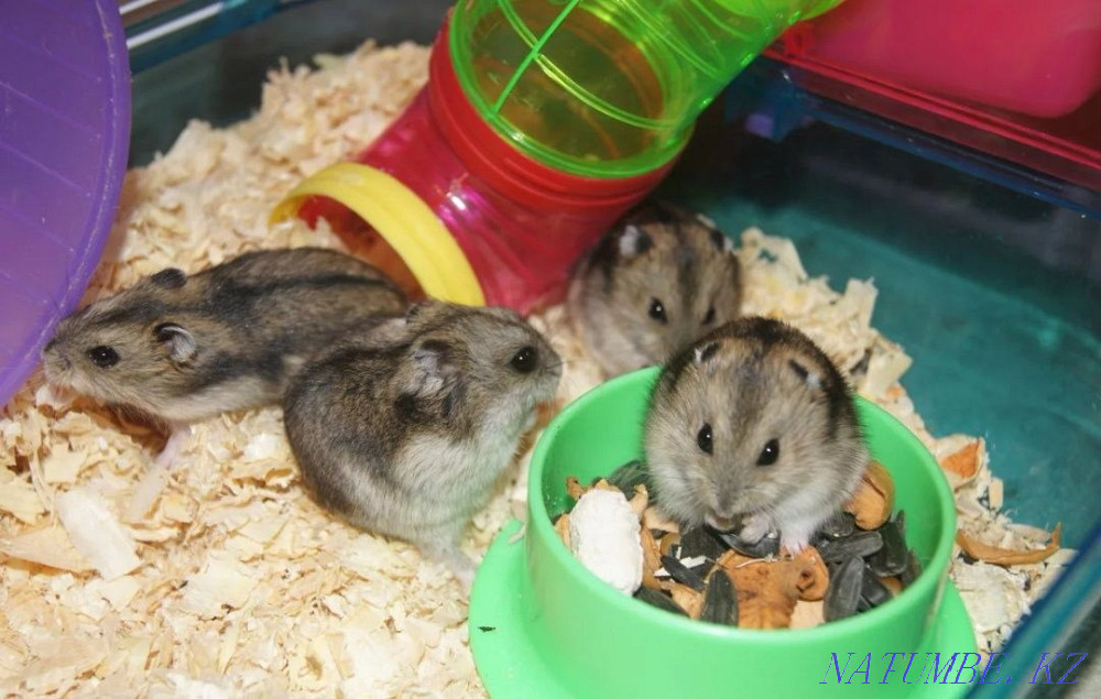 Djungarian hamster Ust-Kamenogorsk - photo 2