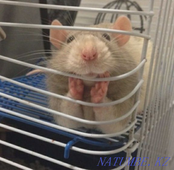 Молодые крыски декоративные Астана - изображение 1