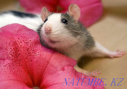 Декоративные породистые крысы Астана - изображение 2
