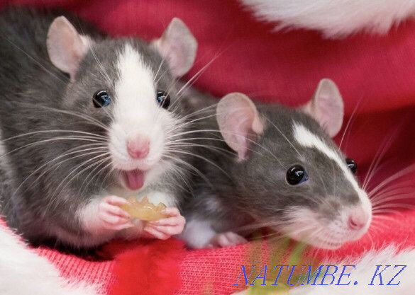 Декоративные породистые крысы Астана - изображение 1