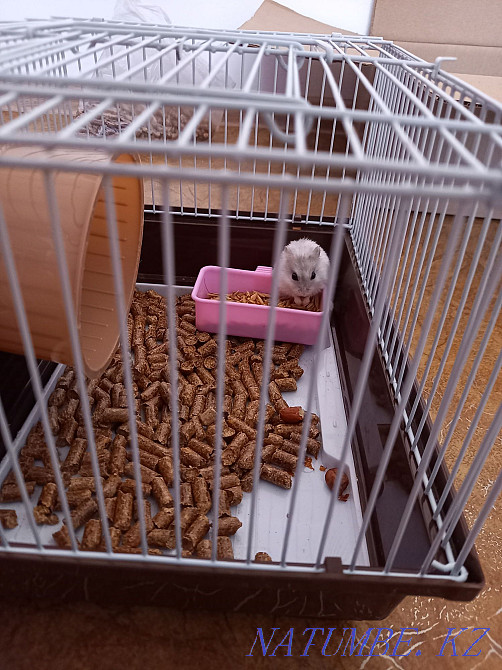 Selling a Djungarian hamster with a new cage Муткенова - photo 4