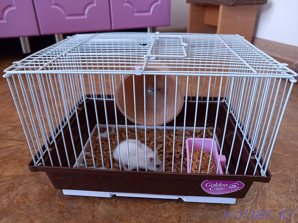 Selling a Djungarian hamster with a new cage Муткенова - photo 1