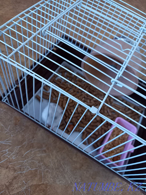 Selling a Djungarian hamster with a new cage Муткенова - photo 2