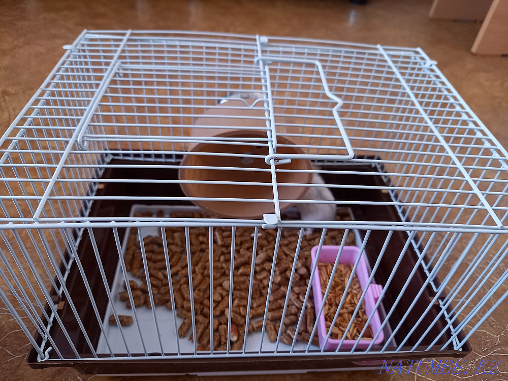 Selling a Djungarian hamster with a new cage Муткенова - photo 5