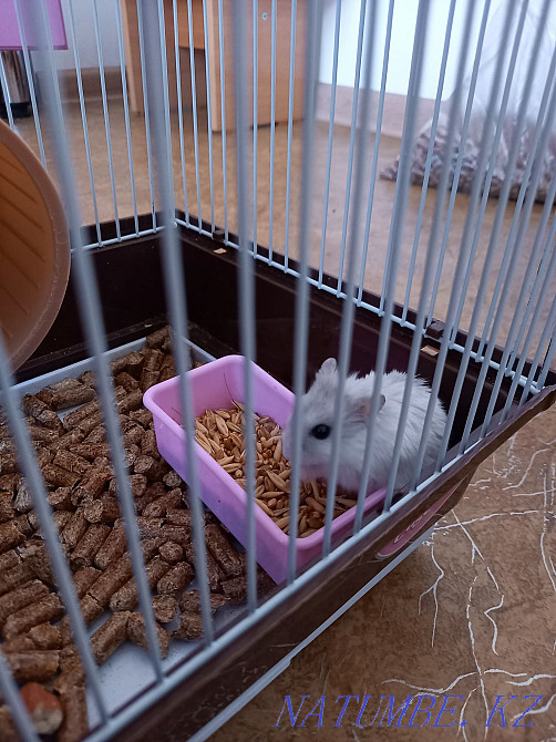 Selling a Djungarian hamster with a new cage Муткенова - photo 3