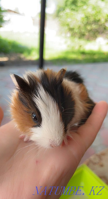 Продам морских свинок Алматы - изображение 4