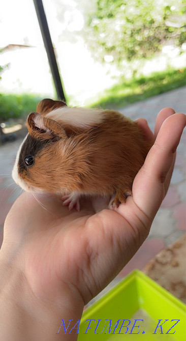 Продам морских свинок Алматы - изображение 3
