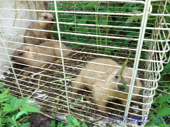 Groundhog marmot sell Нуркен - photo 1
