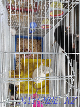 Decorative Rats live Енбек - photo 3