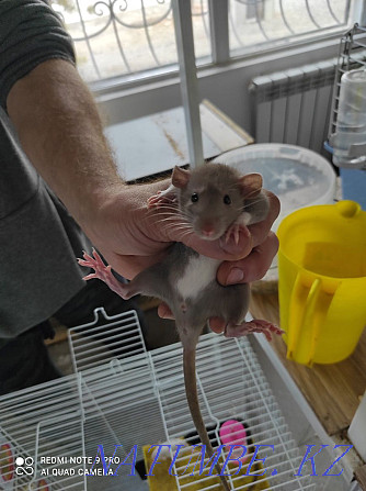 Decorative Rats live Енбек - photo 2