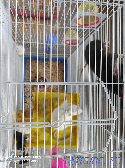 Декоративные Крысы живые Енбек - изображение 3