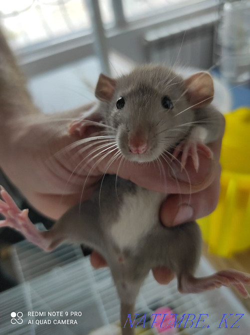 Декоративные Крысы живые Енбек - изображение 1