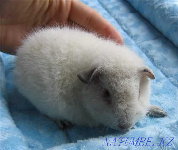 pig American teddy Aqsu - photo 1