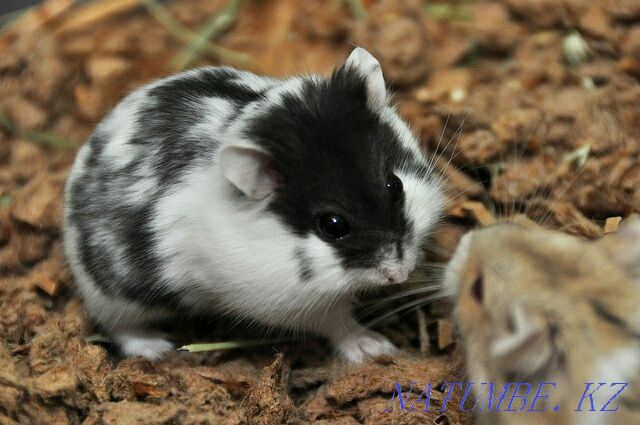 camball hamsters for sale Aqsu - photo 1