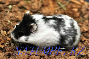 camball hamsters for sale Aqsu - photo 3