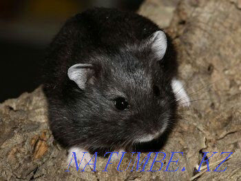 camball hamsters for sale Aqsu - photo 2