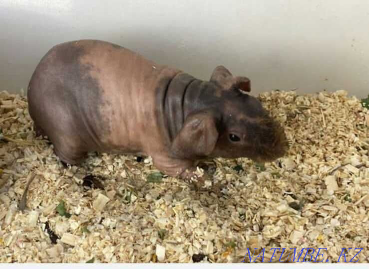 skinny guinea pigs Aqsu - photo 1