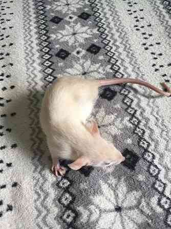 Крысята цвет карамель Аксу