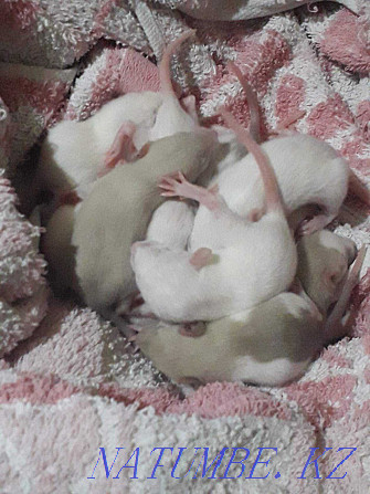 Крысята цвет карамель Аксу - изображение 4