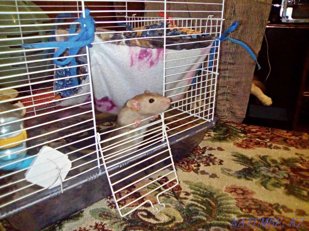 Крысята цвет карамель Аксу - изображение 3