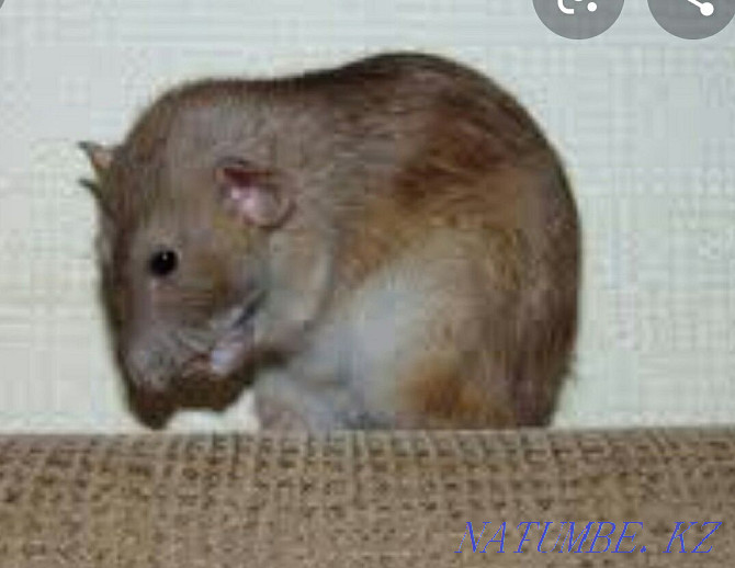 Крысята цвет Агути Аксу - изображение 2