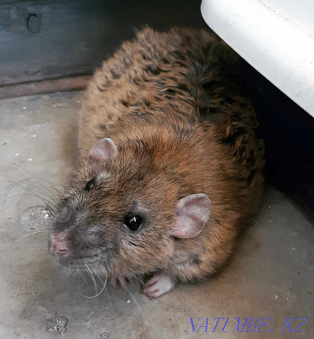 Rat pups color Agouti Aqsu - photo 1