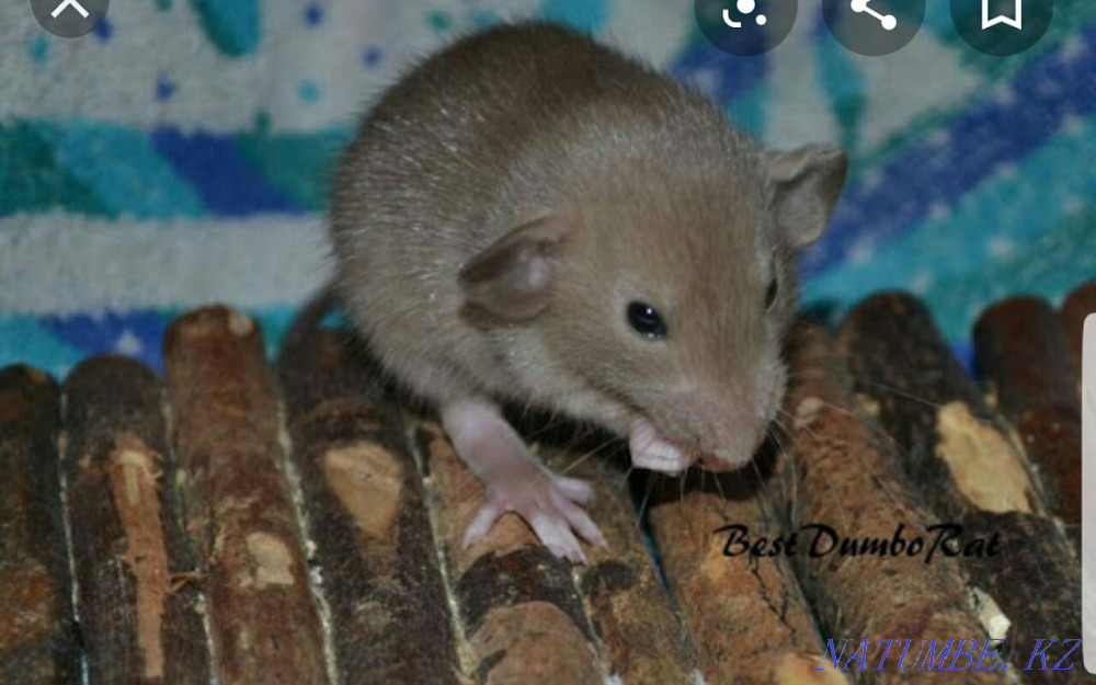 Rat pups color Agouti Aqsu - photo 4